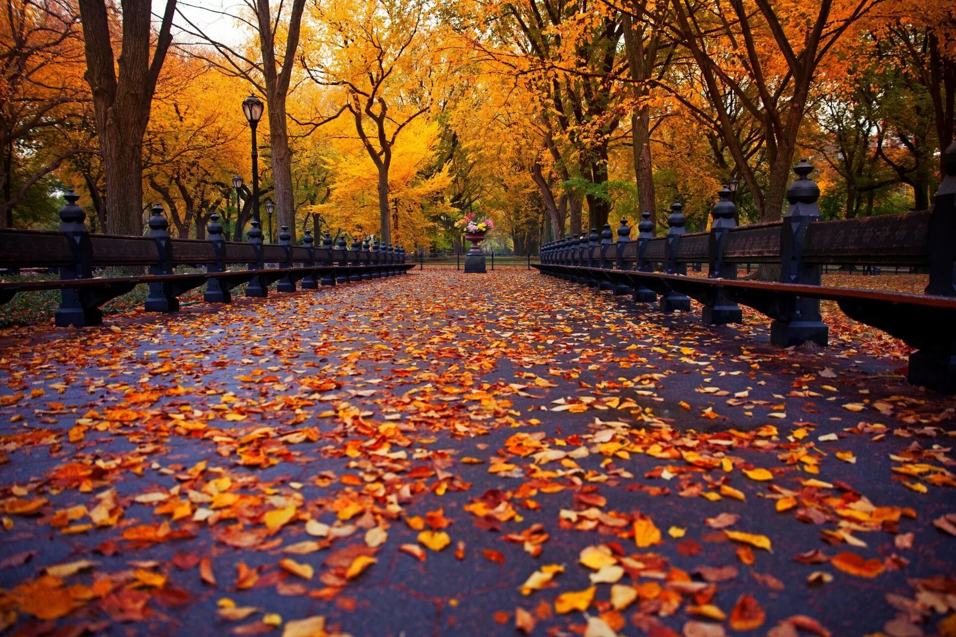 Central Park New York скамейки. Центральный парк Нью-Йорке осень листопад. Осень парк аллея. Осень в парке.