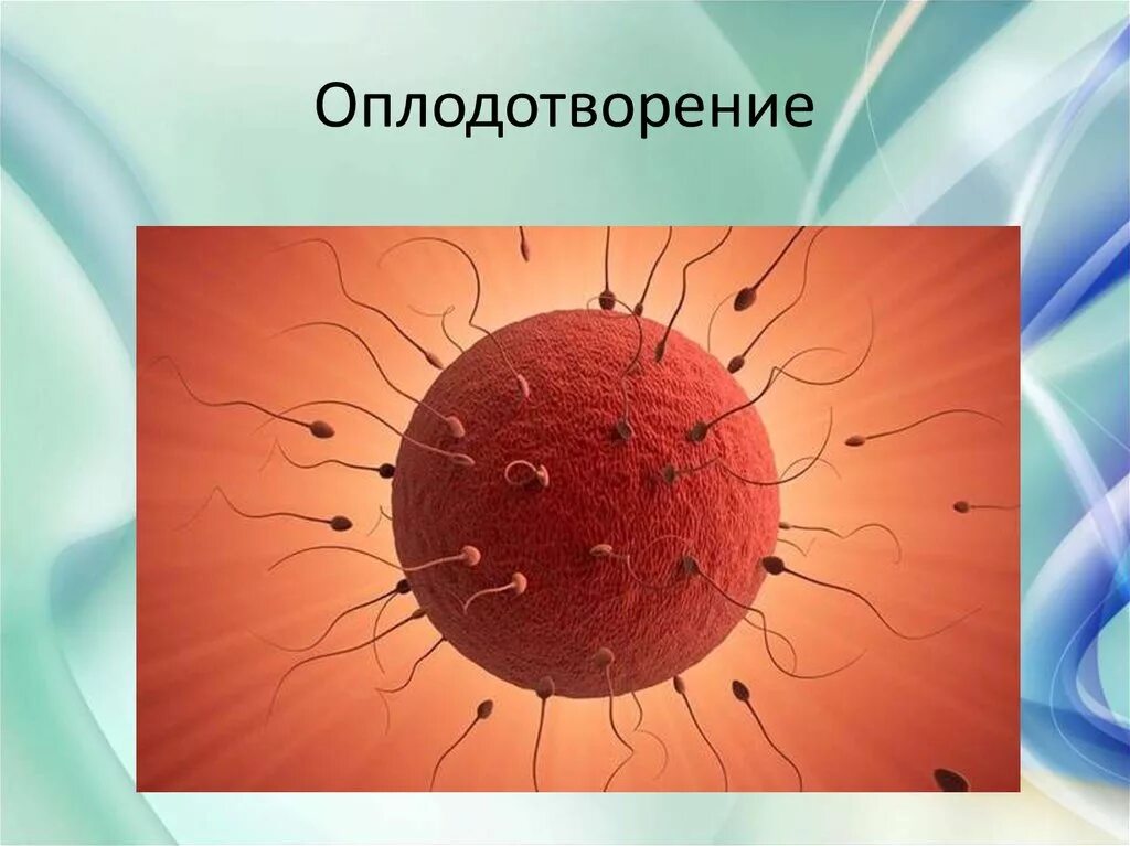 Процесс оплодотворения у человека