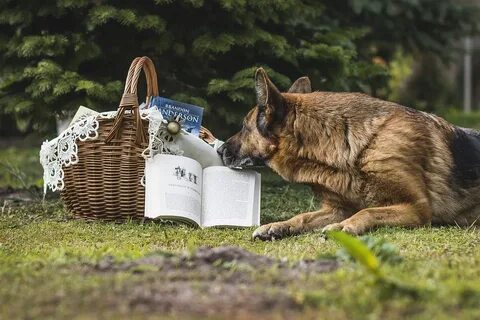 Животные и книги картинки