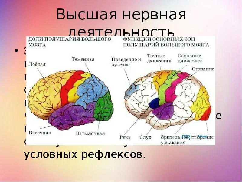 Как выглядит ткань коры больших полушарий К цифровому сознанию на корабле Тесея: обманчивая логичность мифа / Хабр