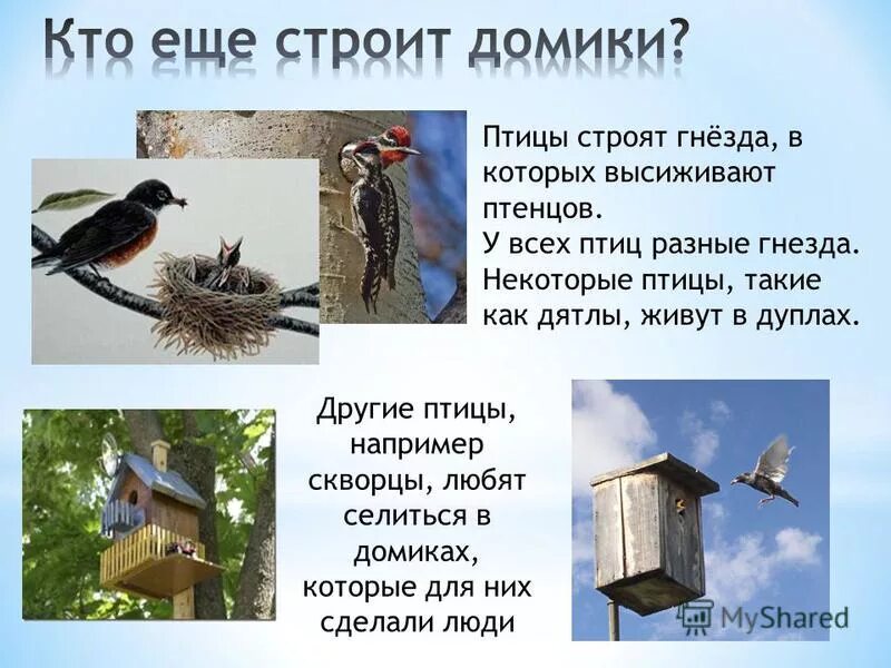 рубиновый колибри гнездо. какая птица не строит гнездо. какя пцица гнёзда не вьёт. какая птица не строит гнездо. клест перелетная птица или нет.