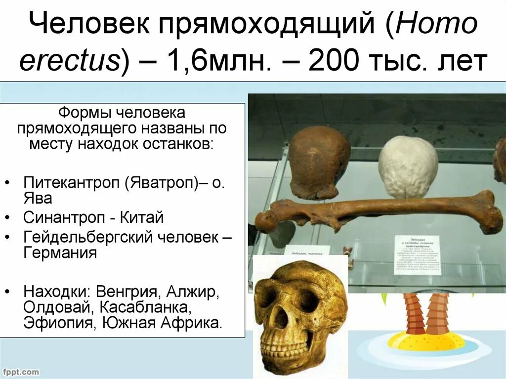 Особенности строения человека прямоходящего. Места находок человека прямоходящего. человек прямоходящий останки. человек прямоходящий место нахождения. человек прямоходящий (homo erectus) череп.