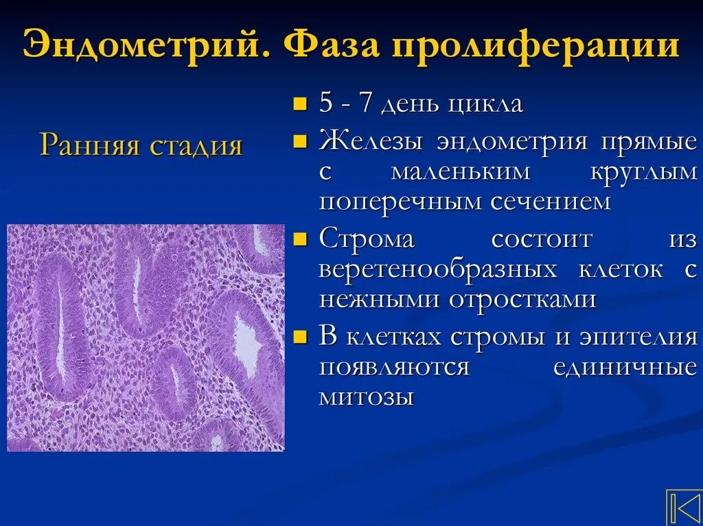 Эндометрий 1 фаза. Фаза секреции эндометрия гистология. Эндометрий фазы пролиферации гистология. Фазы менструационного цикла эндометрий пролиферации. Пролиферирующий эндометрий гистология.