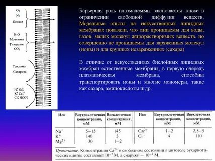 В чем состоит барьерная