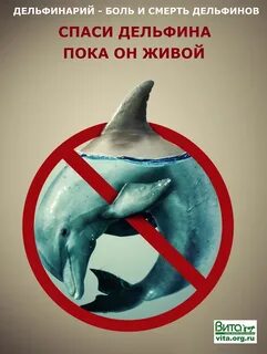 Кит слоган