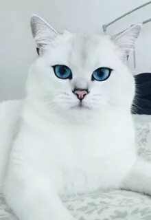 Секс бойынша әлем чемпионаты 2004 ж