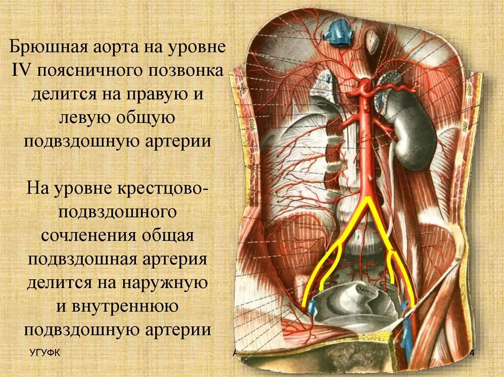 Внутренностные ветви брюшной аорты. Непарные висцеральные ветви брюшной аорты. Внутрестнвн ветви брюшной аорты. Пристеночные ветви брюшной аорты. 3 парных органах