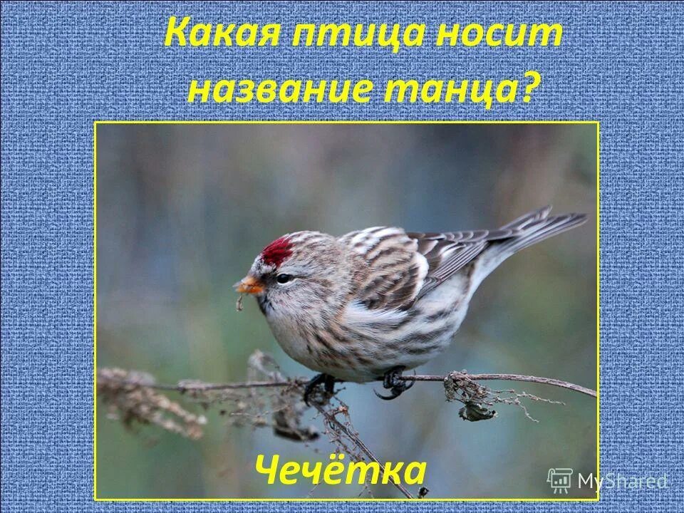 Какая птица носит название музыкального инструмента. Ворона предложение. Какая птица носит название музыкального инструмента. Какая птица носит название музыкального инструмента. Какая птица носит название музыкального инструмента.