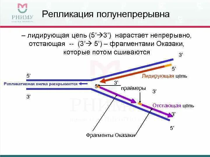 Направление репликации