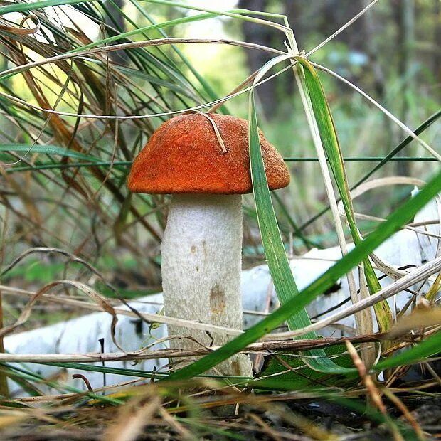 Подосиновик крымский. Подосиновик красный съедобные грибы. Подосиновики 2024. Подосиновик черноголовик. Подосиновики 2024.