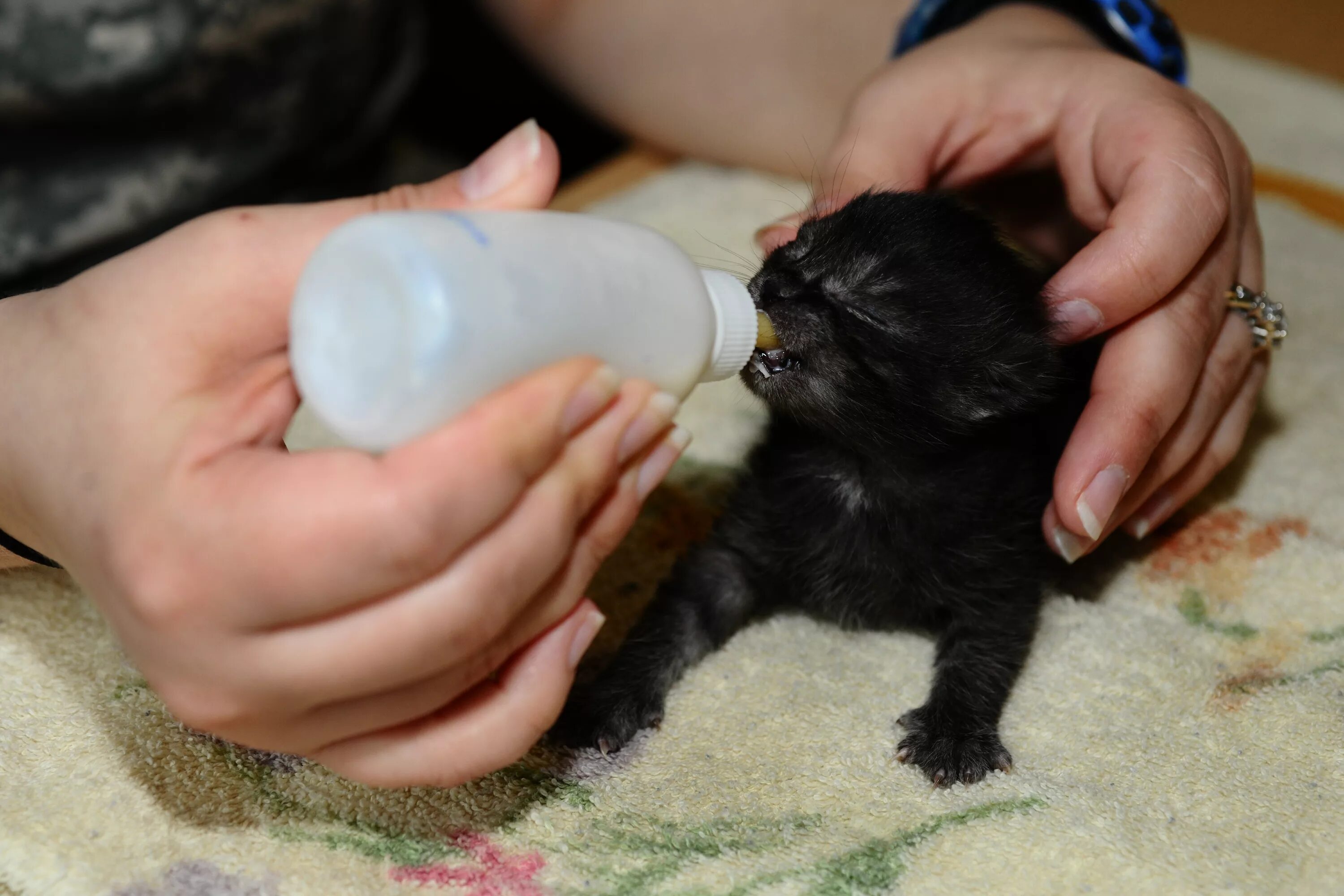 Выкармливание котят. Молочко для новорожденных котят. Искусственное вскармливание котят. Новорожденные котята. Чем кормить котенка без мамы