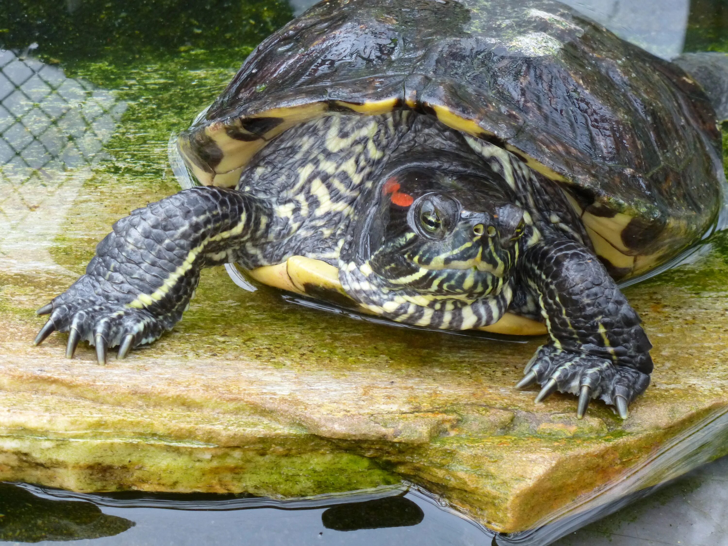 Сколько лет живут красноухие. Красноухая Пресноводная черепаха. Черепаха красноухая черепаха. Американская красноухая черепаха. Черепаха водная красноухая.