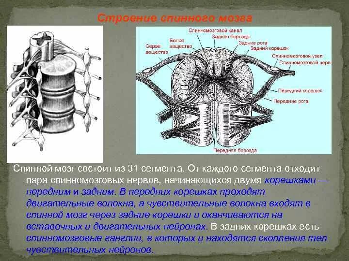 Передние и задние рога сегментов спинного. Строение сегмента спинного мозга. Строение заднего рога спинного мозга. Функции передних и задних Корешков спинного мозга. Строение спинного мозга 8 класс биология.