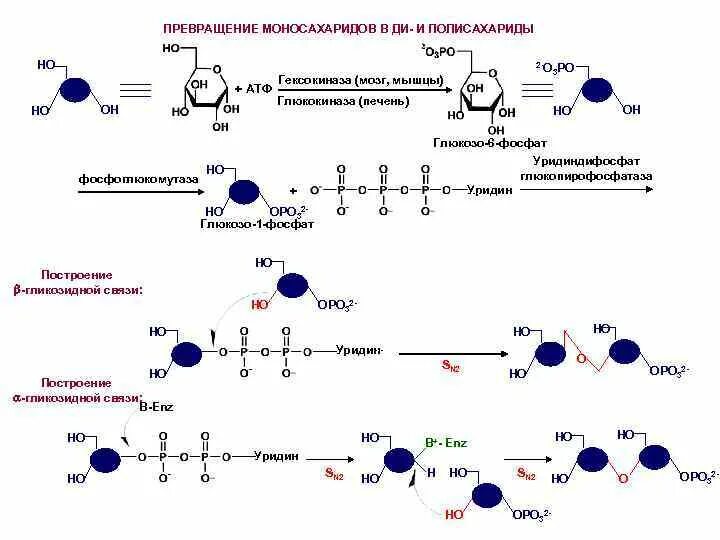 Синтез полисахаридов. Биосинтез полисахаридов. Взаимопревращение моносахаридов реакции. Гексокиназа это биохимия.