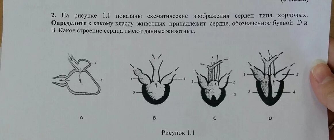 Сравнение сердца птиц и млекопитающих. Строение сердца позвоночных животных. Сердце рыб земноводных пресмыкающихся птиц млекопитающих. Строение сердца рыб земноводных пресмыкающихся птиц млекопитающих. Эволюция строения сердца у животных.