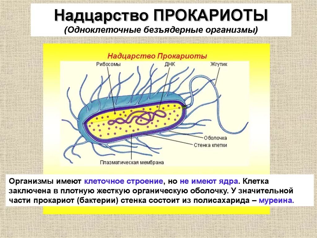 Прокариоты группы организмов