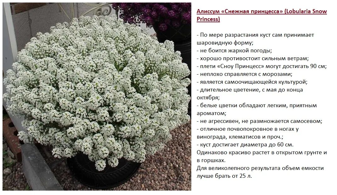 Alyssum Wonderland White planted May 2013