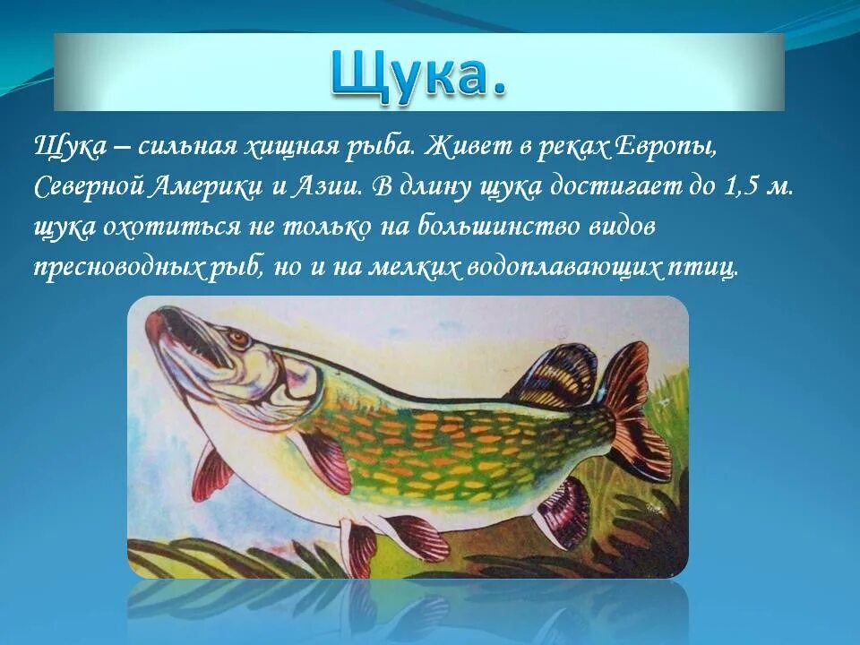 Информация про рыб. Сообщение о щуке. Доклад про щуку. Щука описание для детей. Щука презентация.