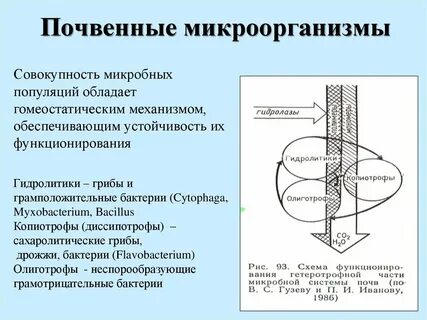 Совокупность микроорганизмов