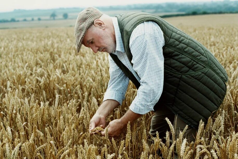 Хлеборобы в поле. Агроном в поле. Пшеница и человек. Фермер пшеница.