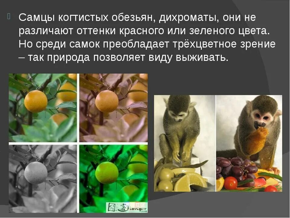 Какие животные различают. Зрение у различных животных. Зрение животных презентация. Цветовое зрение у животных. Цветовое восприятие собак.