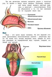 Кожно мышечная чувствительность обоняние вкус