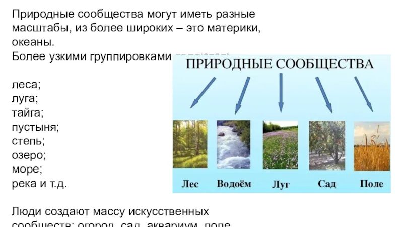 Природное сообщество лес луг озеро. Природные сообщества. Природный. Природное сообщество это 4 класс. Доклад о природном сообществе.