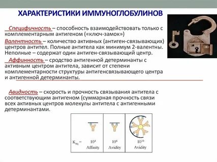 Специфичность антител активного центра