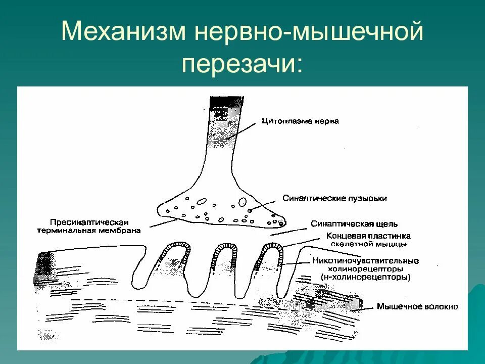 Механизм нервно мышечной передачи физиология. Механизм передачи возбуждения в нервно-мышечном синапсе. Нервно мышечная структура. Возбуждение проводится через нервно-мышечный синапс