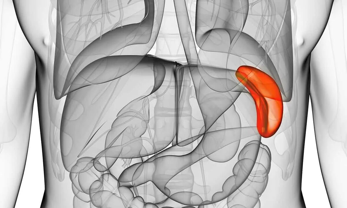 Как болит селезенка в левом боку. Анатомия человека селезенка расположение. Печень и селезенка анатомия.