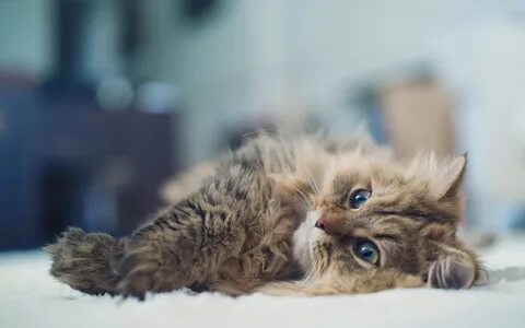 Cats download