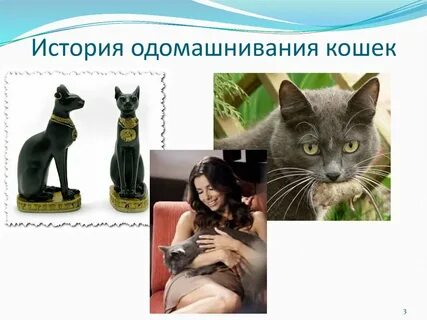 Кошка история