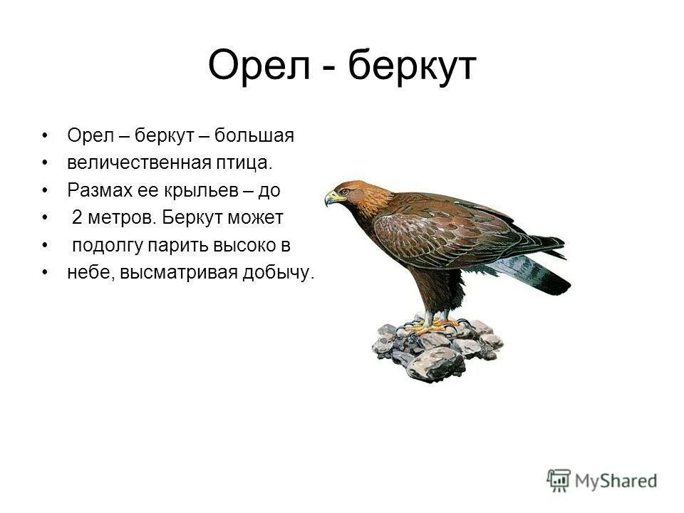 Сообщение о Орле Беркуте. Загадка про орла. Загадки про Орлов. Стих про орла.