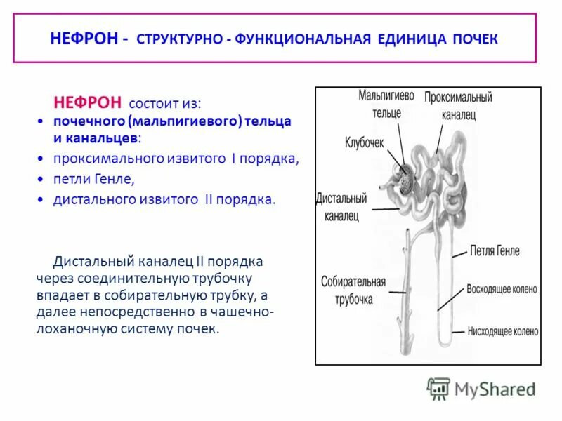 Строение нефрона почки человека. Структорно-функциональной еденицей пе. Нефрон почки шумлянский. Строение нефрона почки анатомия. Строение структурно функциональной единицы почки.