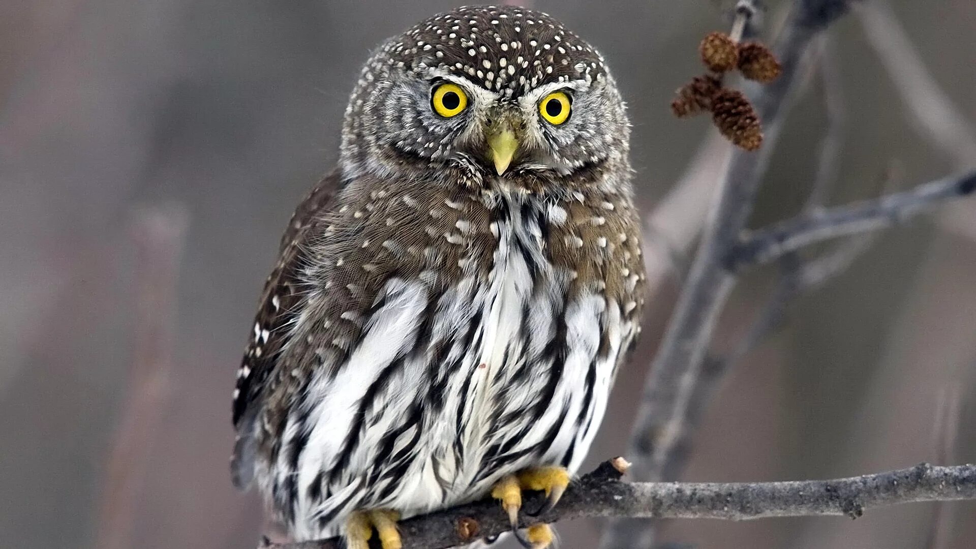 Виргинский филин. Птица семейства совиных 7 букв на н. Разновидности сов. Птица семейства совиных 7 букв на н. Перуанская карликовая сова.