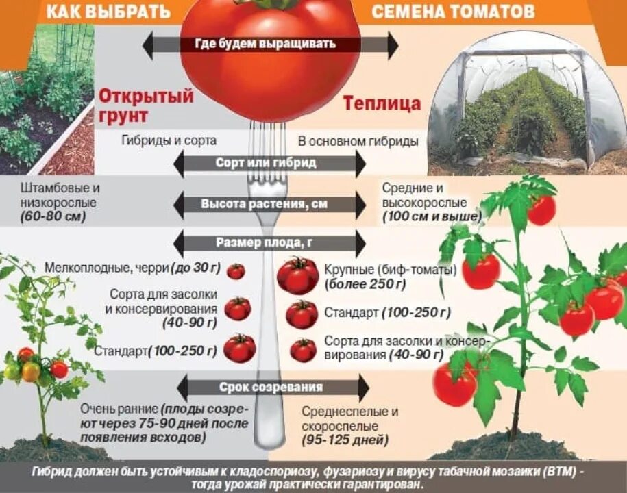 Какие томаты лучше сажать. Лучше сорта томатов сажать в открытый грунт. парник для высадки томатов в открытый грунт. таблица посева томатов для открытого грунта. помидоры рассада сорта для теплиц.