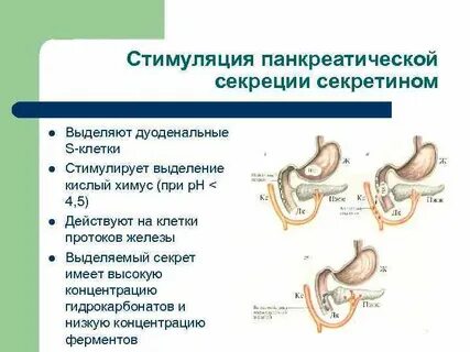 Гормон секретин
