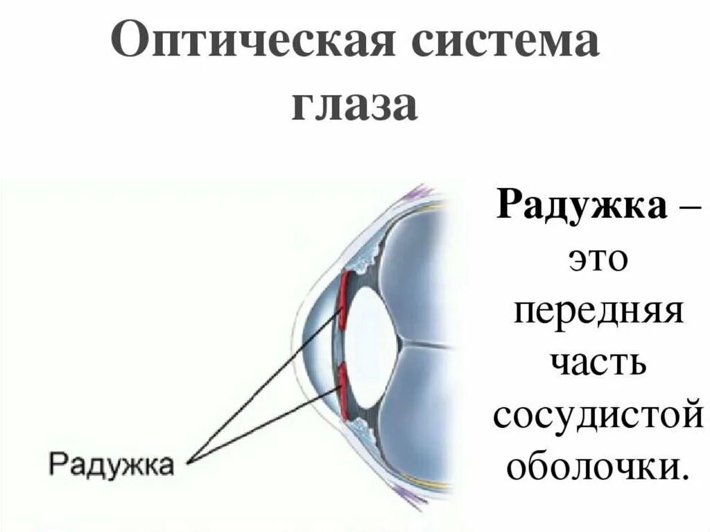 Глаз биология 8 класс кратко. Строение и функции оптической системы глаза. Оптическая система глаза функции. Оптическая система строение и функции. Зрительный анализатор оптическая система глаза.