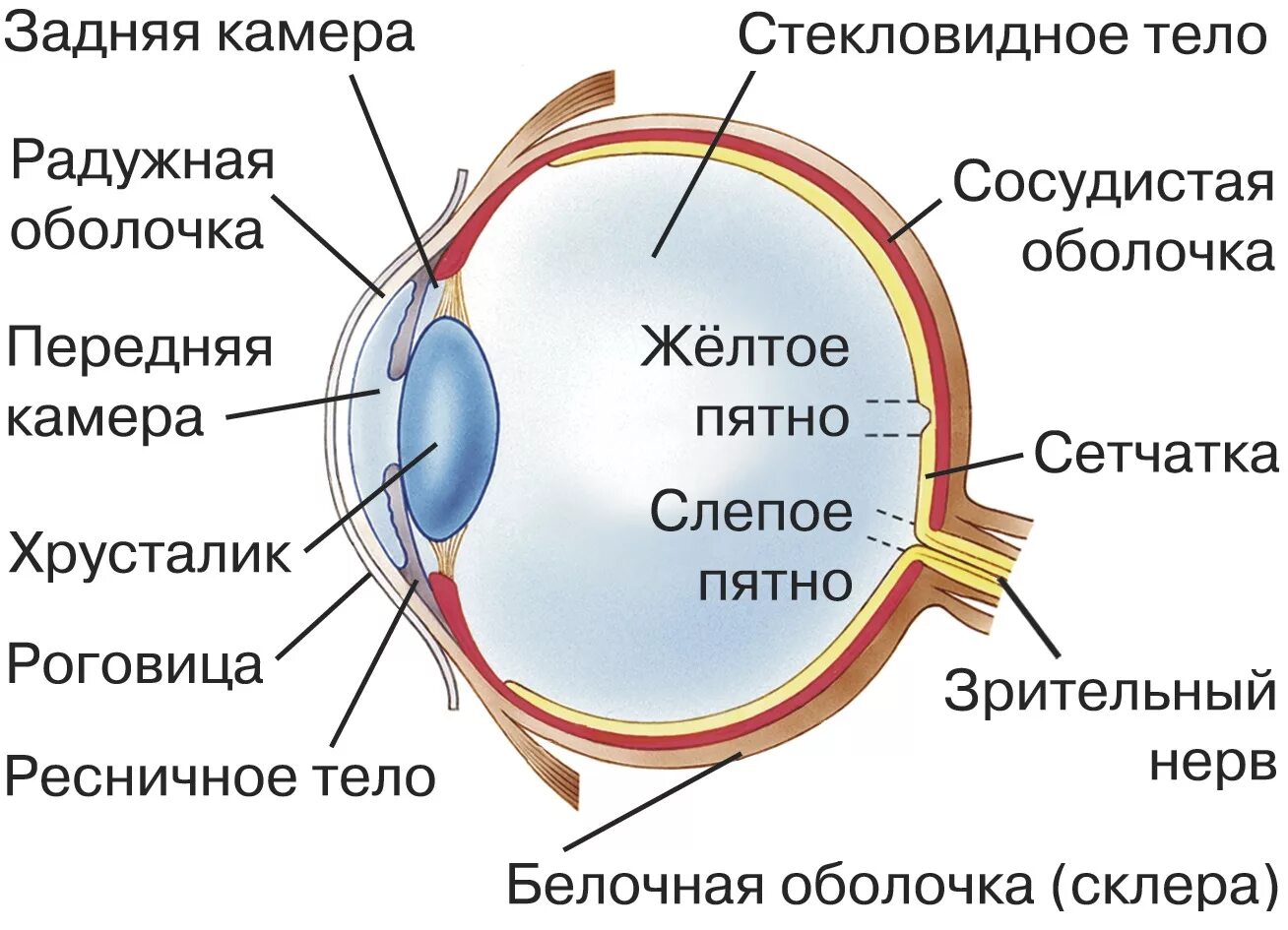 Внутреннее строение глаза. Строение глаза сбоку. Строение глаза спереди. Строение глаза сетчатка роговица хрусталик.