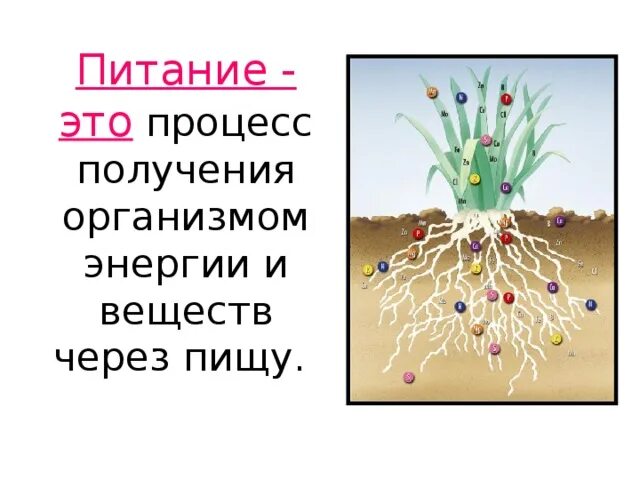 Как осуществляется минеральное питание. Питание это процесс получения организмом. минеральное питание. минеральное питание растений 6 класс. минеральное питание растений схема.