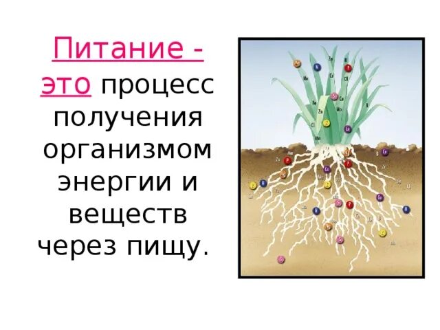 Синонимы термина минеральное питание в ботанике. Питание это процесс получения организмом. Питание это процесс получения организмом веществ и энергии. Минеральное питание. Минеральное питание растений 6 класс.