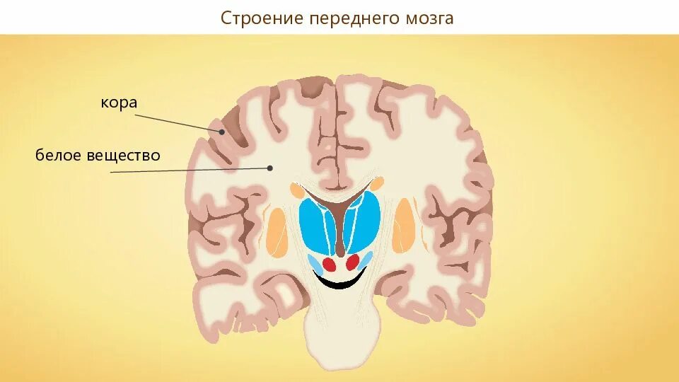 Серое и белое вещество головного мозга функции. Расположение серого вещества в головном мозге. белое вещество мозга. строение белого вещества головного мозга. серое и белое вещество мозга.
