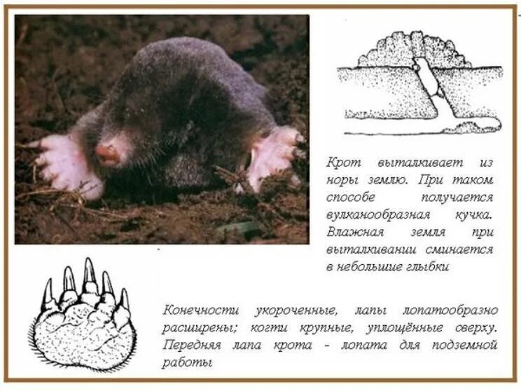 Крот работ. Норы крот формы. ходы кротов под землей. крот анатомия.