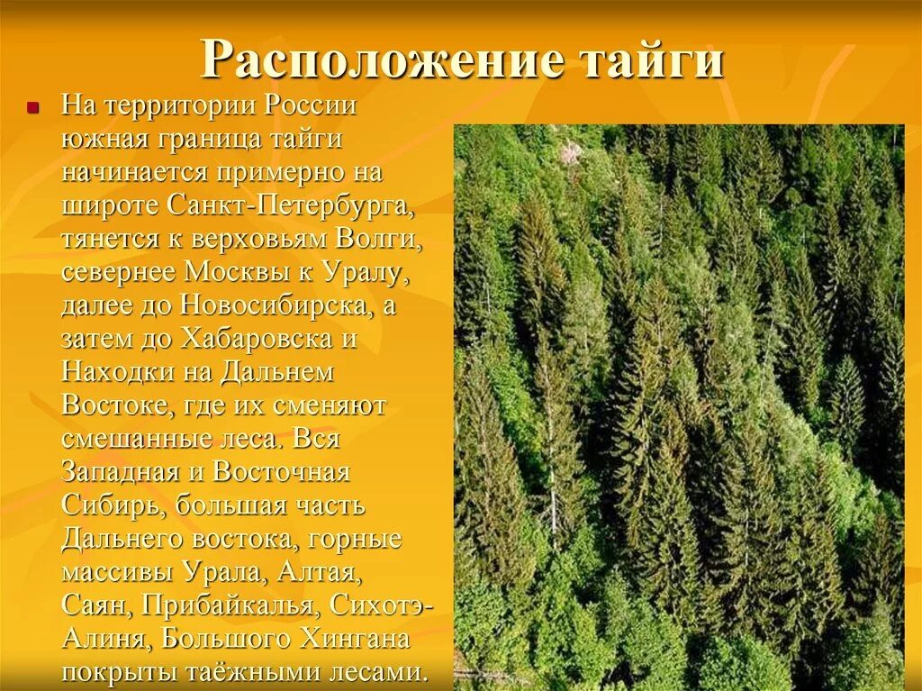 Презентация Тайга России. Расположение тайги. Южная граница тайги в России. Расположение тайги на территории России.