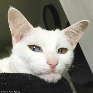 Внешность кошки