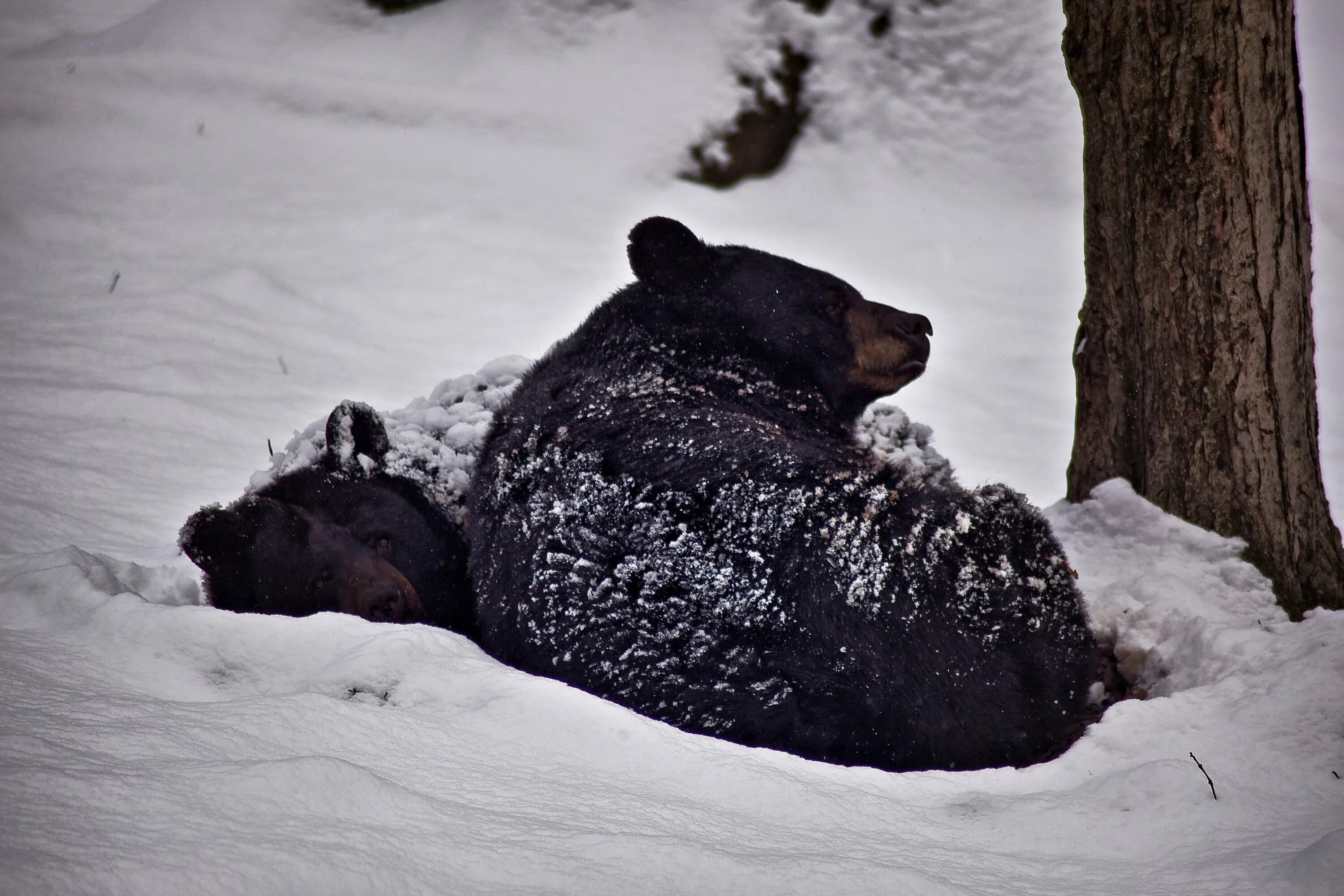 Бурый медведь в спячке. Бурый медведь в берлоге. Берлога гималайского медведя. Бурый медведь зимой в берлоге. Снежная берлога
