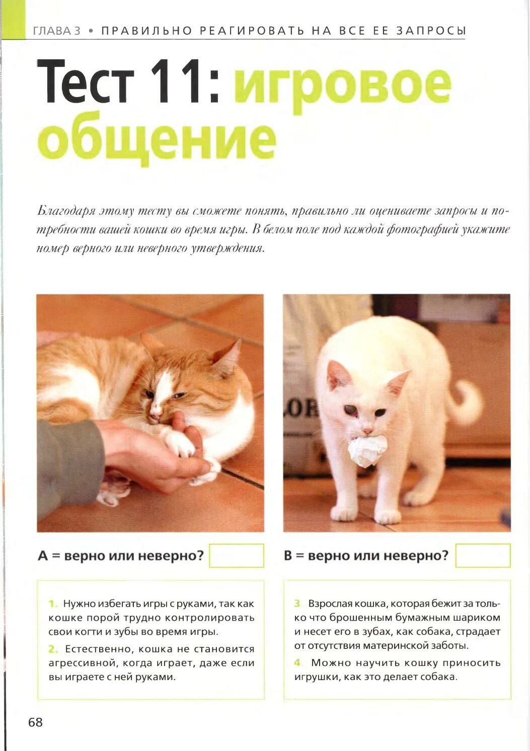 Можно ли научить кошку говорить. Изучить кошачий язык. Жесты кошек. Язык кошек по хвосту. Как научить кошку разговаривать.