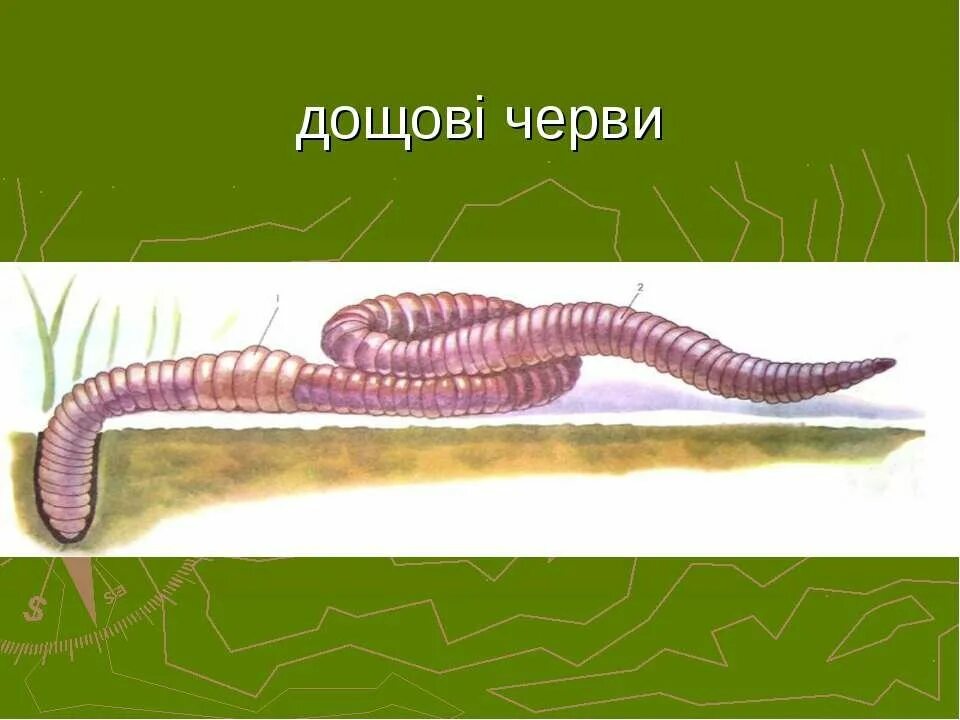 Дождевой червь 5 класс биология. Щетинки дождевого червя. Дождевой червь рисунок. Фотография дождевого червяка.