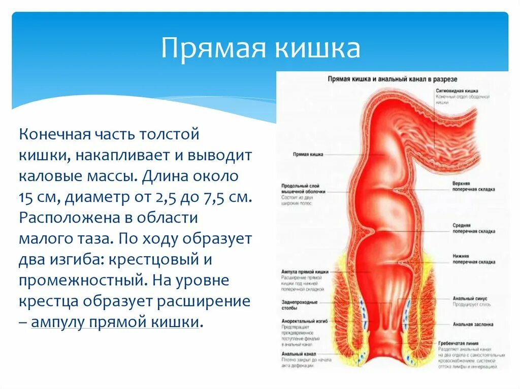 Сколько сантиметров кишка. Прямая кишка анатомия у женщин строение. Анатомические образования слизистой оболочки прямой кишки. Строение человеческой прямой кишки. Длина и диаметр прямой кишки.