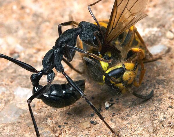 Сколько лап у муравья. Myrmecia pilosula. лапы муравья. муравьиная охота.